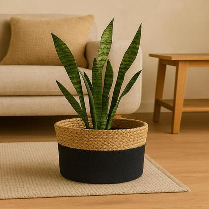 Potted snake plant on a wooden floor with a beige couch and wooden table in the background